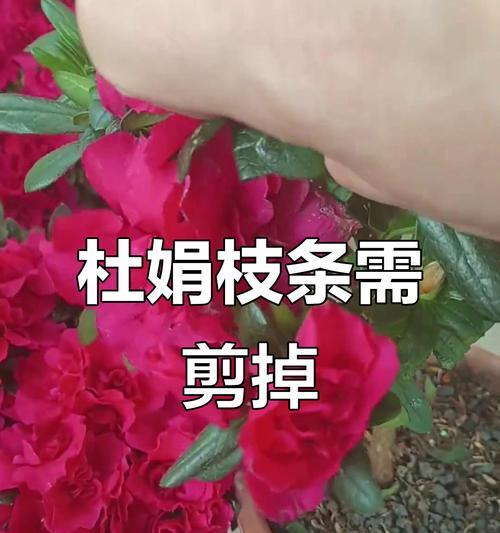 杜鹃花枝的养护要点是什么？
