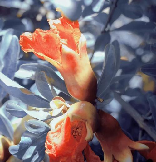 石榴花种植方法是什么？石榴花种植需要注意什么？