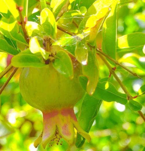 石榴花种植方法是什么？石榴花种植需要注意什么？