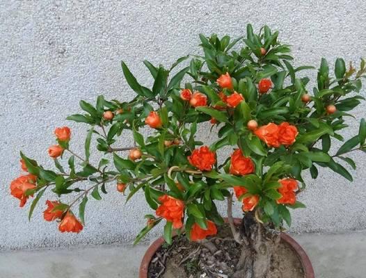 石榴花种植方法是什么？石榴花种植需要注意什么？