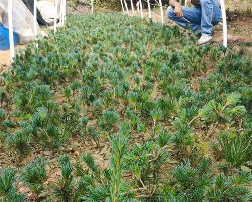 五针松种植的最佳季节是什么时候？
