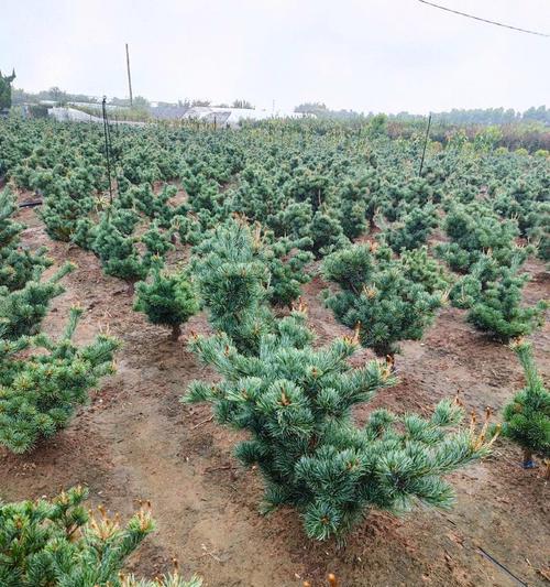 五针松种植的最佳季节是什么时候？