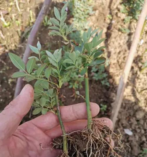 蔷薇花繁殖技巧有哪些？如何正确繁殖蔷薇花？
