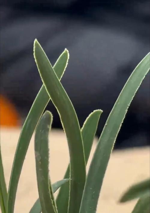 蕙兰品种大全有哪些？蕙兰品种的鉴赏方法是什么？