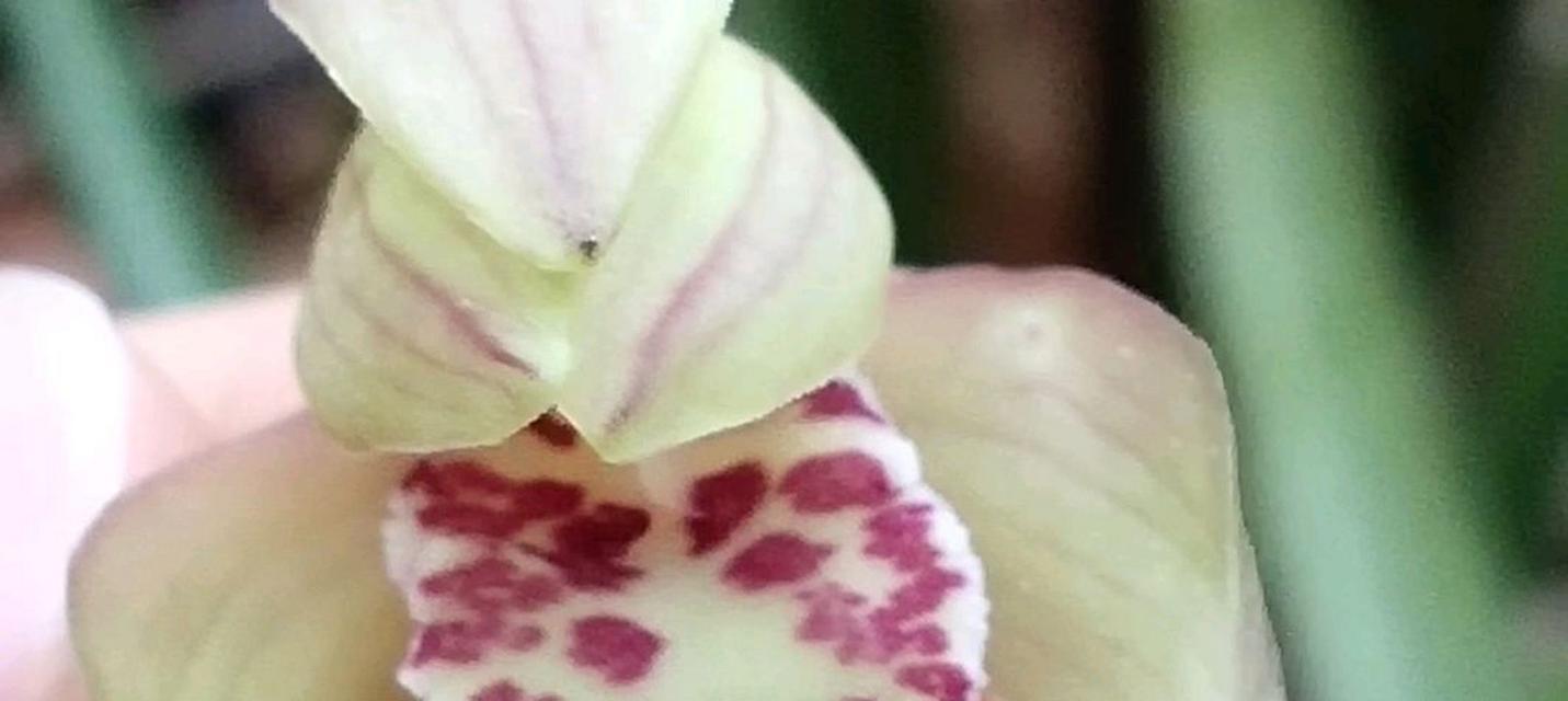 蕙兰品种大全有哪些？蕙兰品种的鉴赏方法是什么？