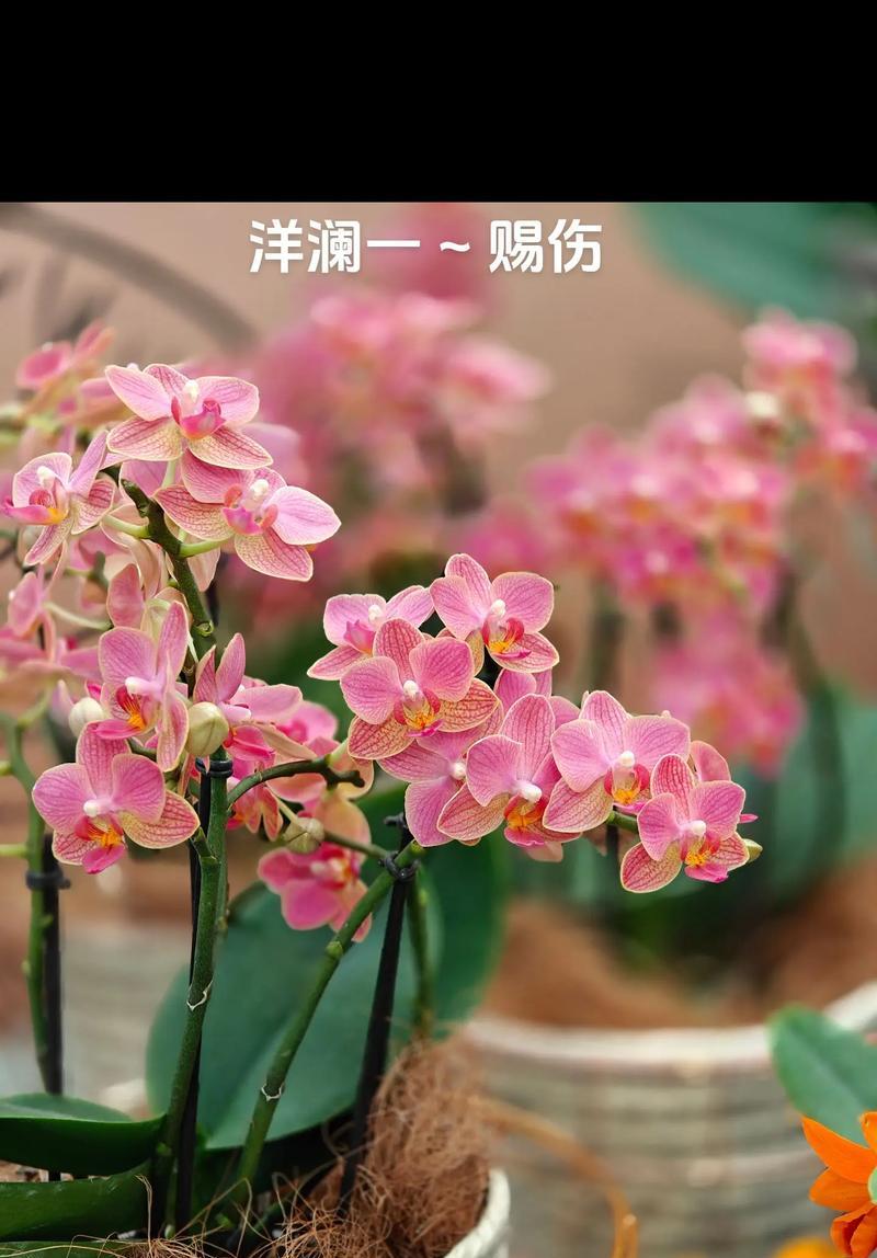 什么品种的兰花好养？推荐哪些易养兰花品种？