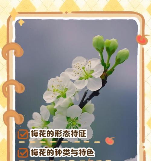 梅花的形态特征及其文化意义是什么？