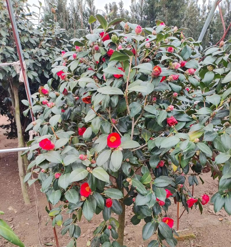 冬天开的花有哪些？冬季耐寒花卉种类有哪些？