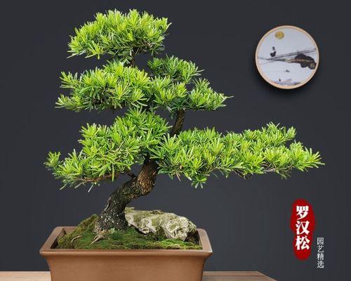 松树盆景制作过程中需要注意什么？