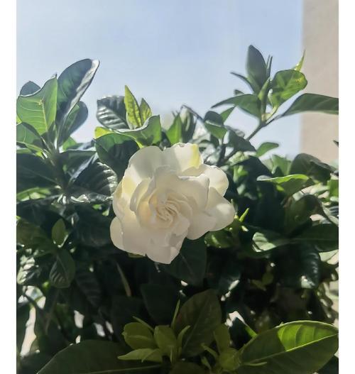 桅孑花怎么养护？桅孑花的养护方法有哪些？