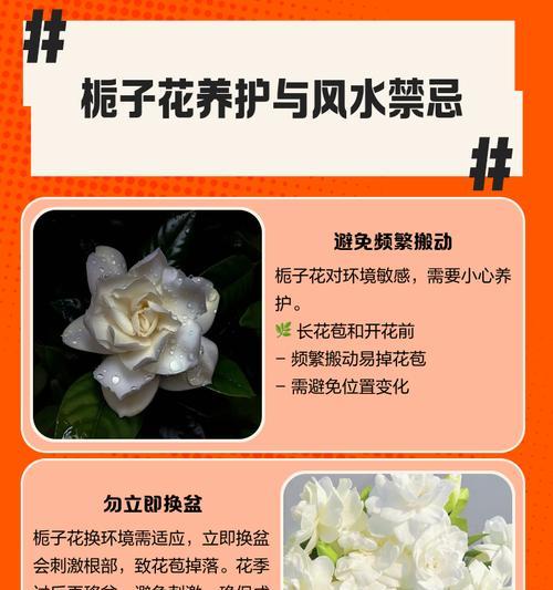 桅孑花怎么养护？桅孑花的养护方法有哪些？