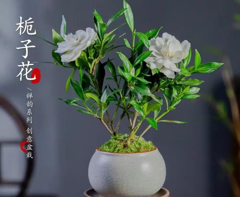 桅孑花怎么养护？桅孑花的养护方法有哪些？