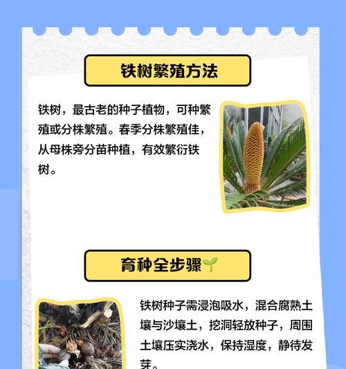铁树生根的方法是什么？如何保证铁树的生长？