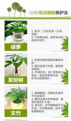 绿萝叶子清洁方法和注意事项是什么？