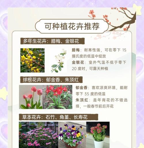 绿萝叶子清洁方法和注意事项是什么？