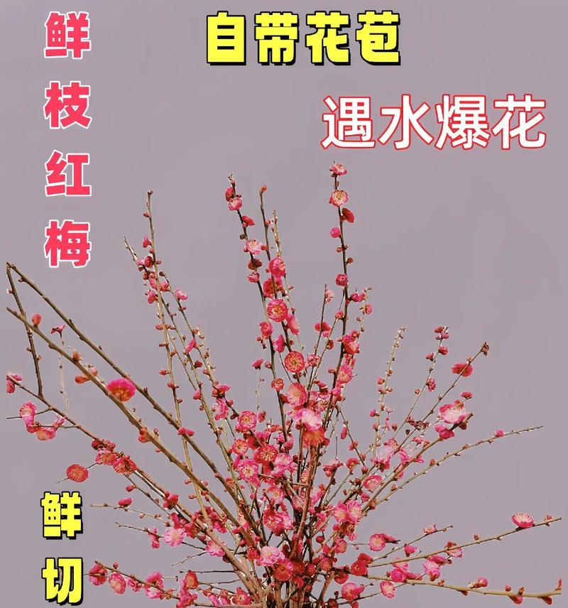 红梅怎么养才能茁壮成长？