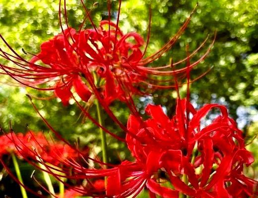 石蒜种植方法是什么？需要特别注意哪些步骤？