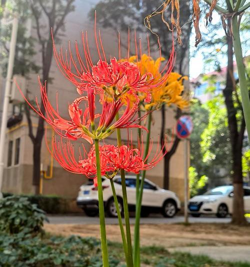 石蒜种植方法是什么？需要特别注意哪些步骤？
