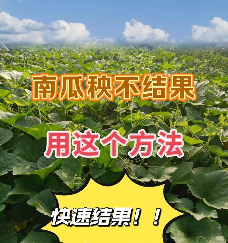 阳台种植南瓜需要注意什么？