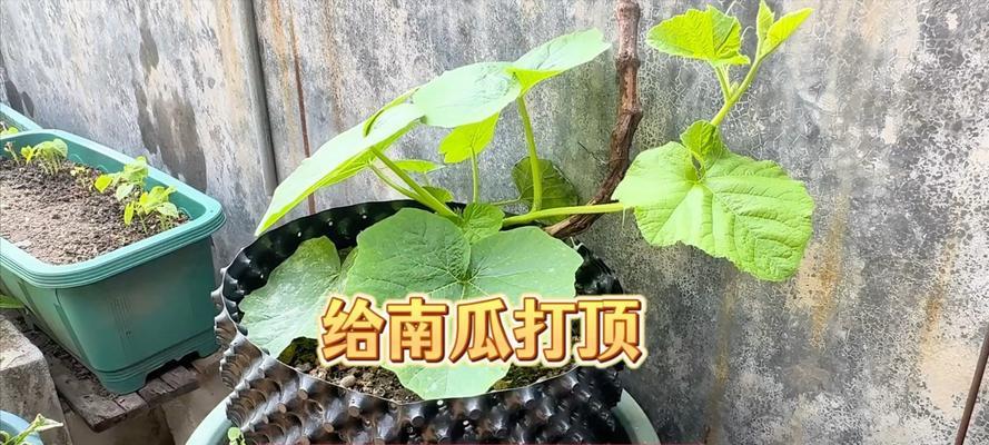 阳台种植南瓜需要注意什么？