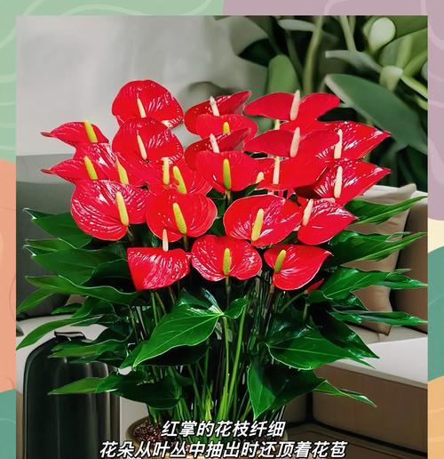 红掌颜色变淡的原因是什么？