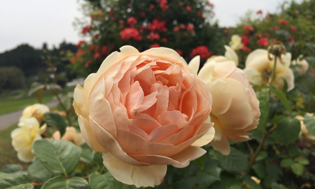 条纹品种月季有哪些？它们的花色和条纹特点是什么？