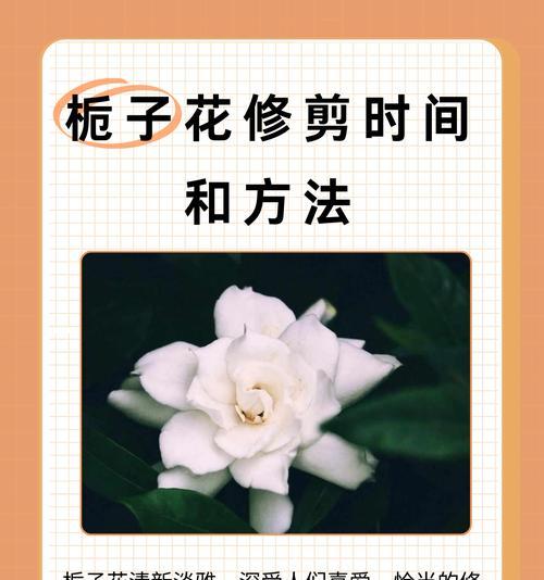 栀子花落蕾的原因及解决措施是什么？