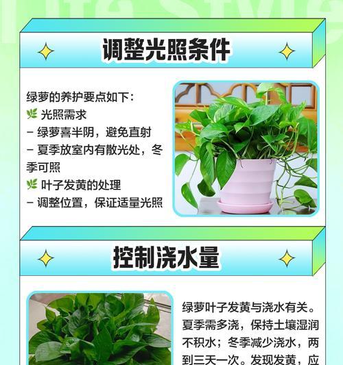 花卉叶子发黄的常见原因及解决方法？