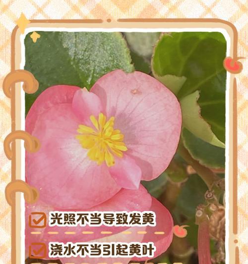 花卉叶子发黄的常见原因及解决方法？