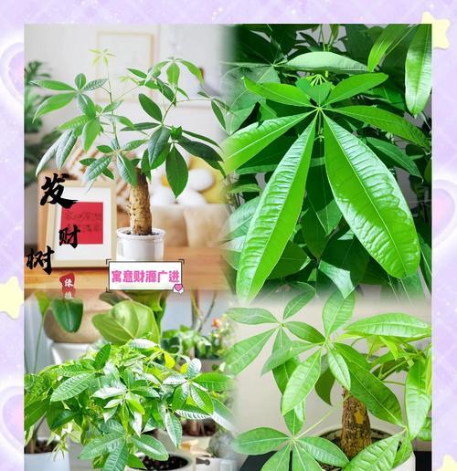 发财树的寓意是什么？它象征着什么？