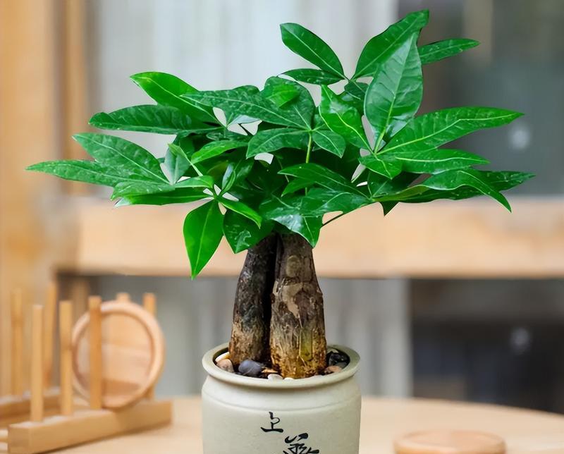 发财树的寓意是什么？它象征着什么？