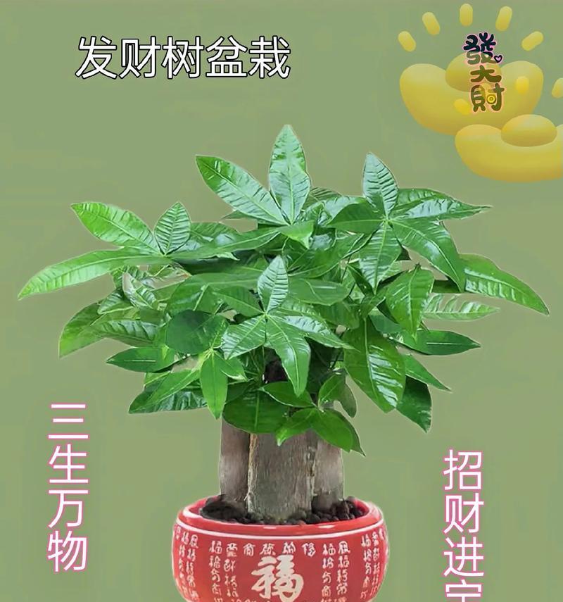 发财树的寓意是什么？它象征着什么？