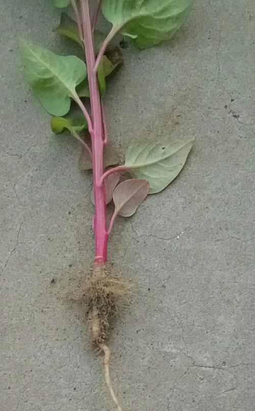 高粱属于什么类型的根系植物？其根系特点是什么？