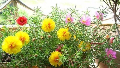开花很香的花卉有哪些？如何挑选适合家庭种植的品种？