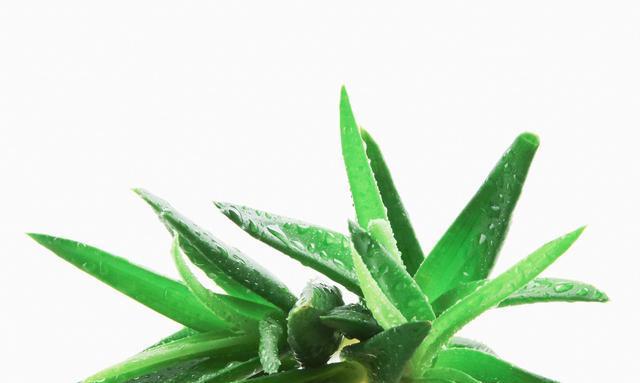 和芦荟很像的植物叫什么？如何区分真假芦荟？