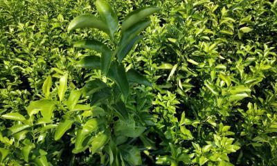 芦柑籽可以种吗？种植方法和注意事项是什么？