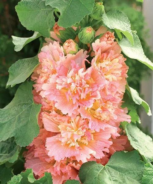 蜀葵一年能开几次花？如何确保持续开花？