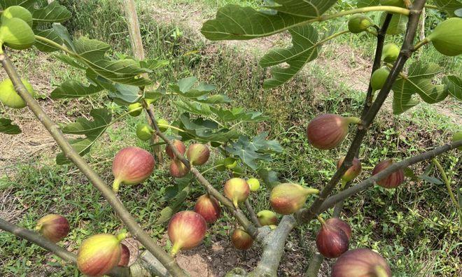 无花果什么时候成熟？如何正确采摘无花果？