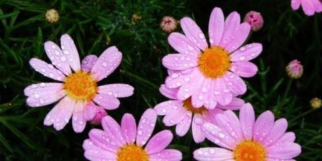 雏菊的花语与寓意（雏菊花的五彩斑斓）