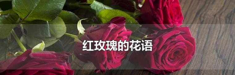 花开花落，情深芳香（玫瑰与月季的花语与魅力）