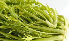 苦菊和雪里红是同一种菜吗？它们的区别是什么？