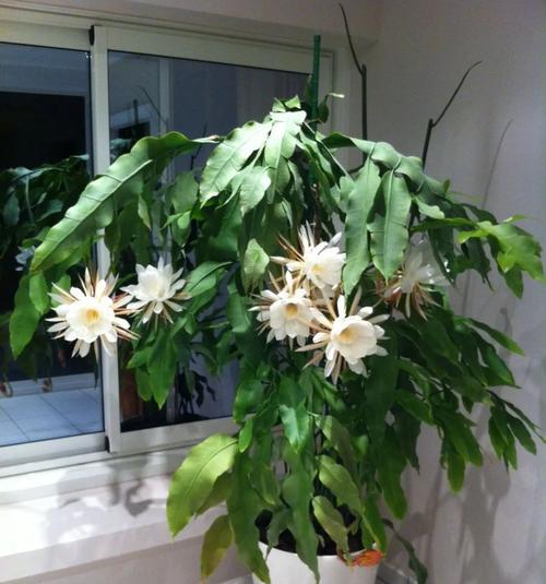 昙花开（揭示生命的短暂美丽与无限可能）