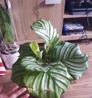 青苹果竹芋会开花吗？开花时是什么样的？