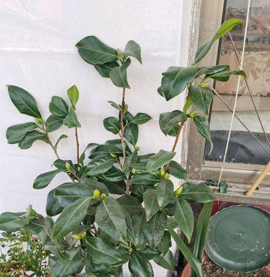 茶花换盆后如何正确保养？有哪些技巧需要注意？