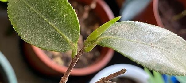 茶花换盆后如何正确保养？有哪些技巧需要注意？