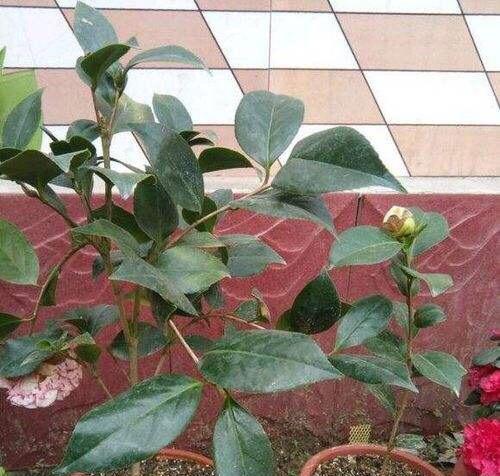 茶花换盆后如何正确保养？有哪些技巧需要注意？