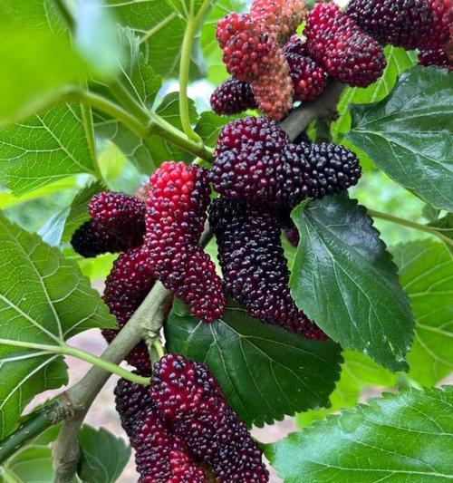 桑葚什么时候成熟？采摘季节是几月份？