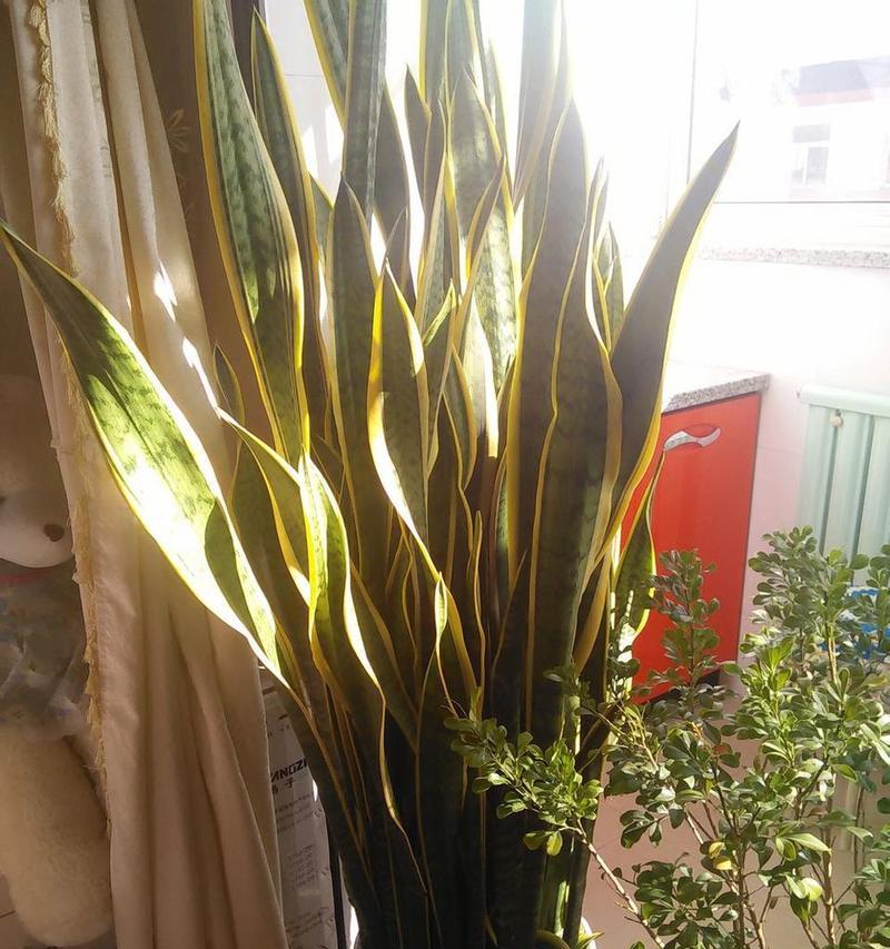 虎皮兰花的花语及养护方法（美丽与祝福的象征）