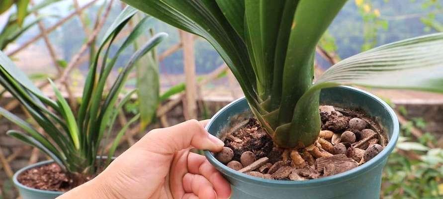 盆景配土方法与种植土壤有哪些常见问题？如何解决？