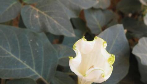 榆树花语与寓意——探索自然之美（榆树花语传递人生哲理）